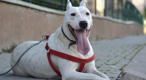 Dogo Argentino