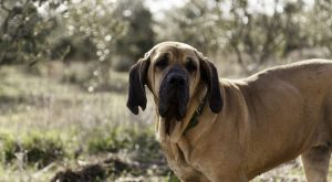 Fila Brasileiro