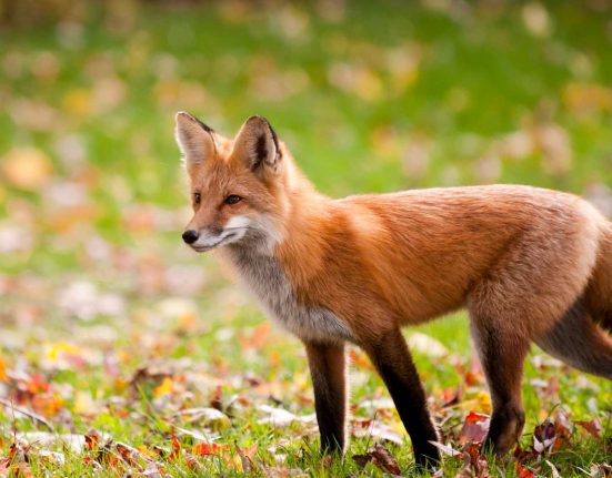 Why Are There So Many Foxes in London