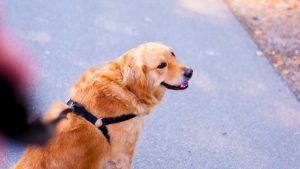 Start Working as a Dog Walker