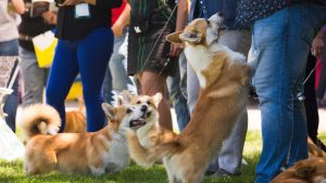 How can dog owners enter their dogs into the competitions At Crufts 2025