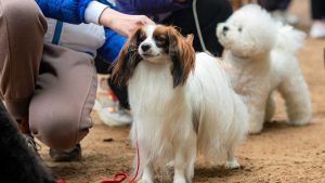 What are the major competition categories at Crufts