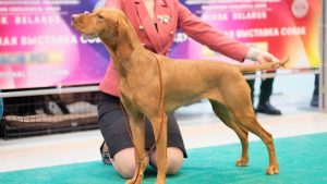 Who won the best in show at Crufts 2025