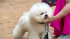 Why is Crufts celebrated as the world’s greatest dog show