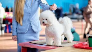 Why should dog lovers and pet enthusiasts attend Crufts 2025